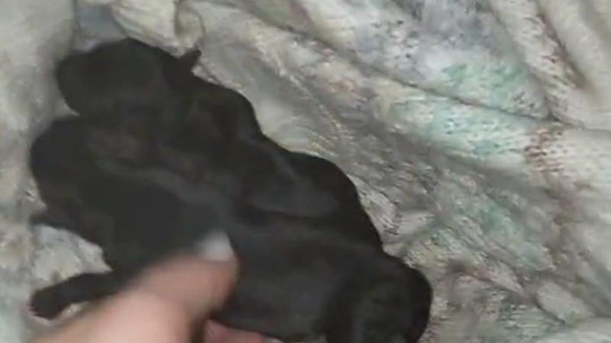 Los cachorros rescatados.