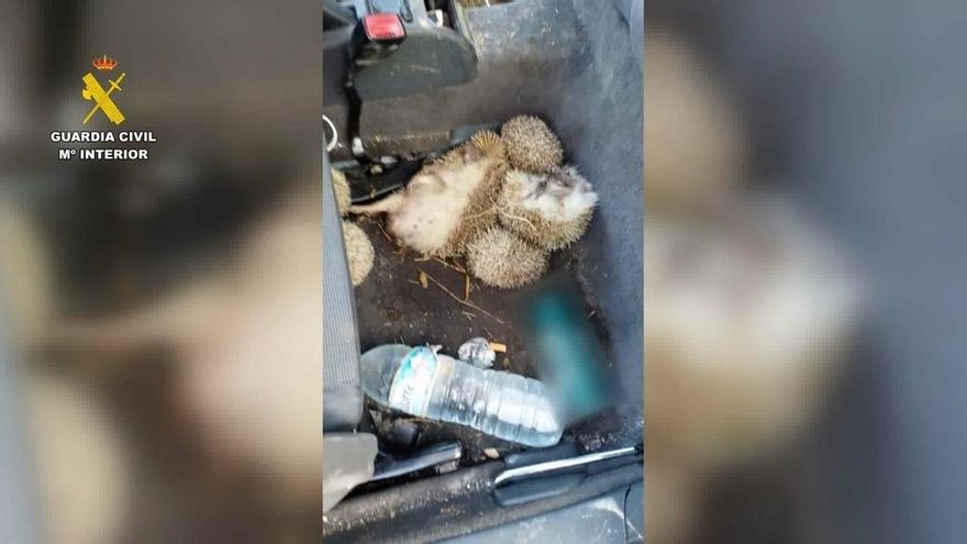 Detenidas cinco personas por la caza ilegal de erizos en Madrid