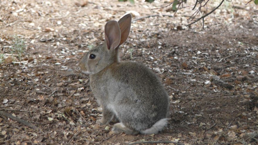 Conejo- EUROPA PRESS