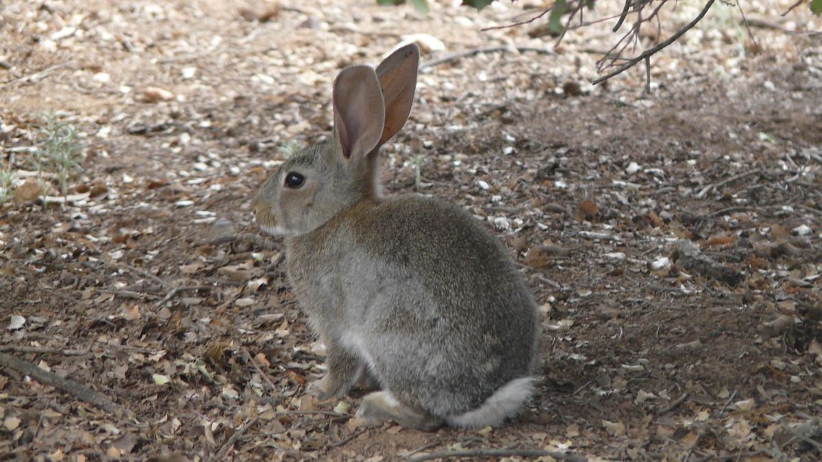 Jaque mate al conejo en Castilla-La Mancha: ¿control necesario o amenaza al equilibrio ecológico?