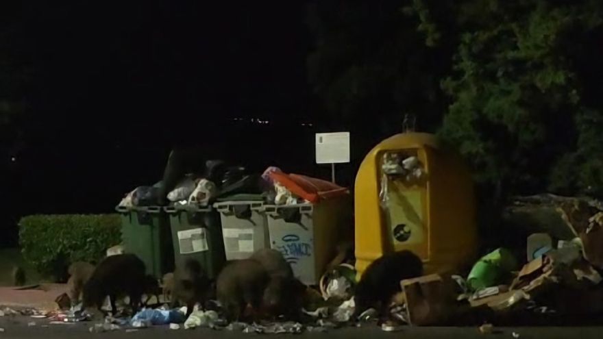 Jabalíes a la ‘conquista’ de las ciudades, también en el Corredor del Henares