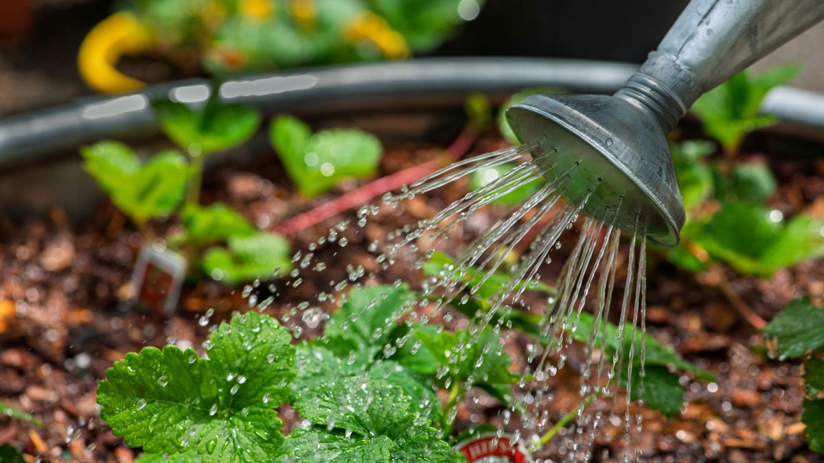 El mejor sistema de riego casero para dejar tus plantas cuidadas durante un viaje