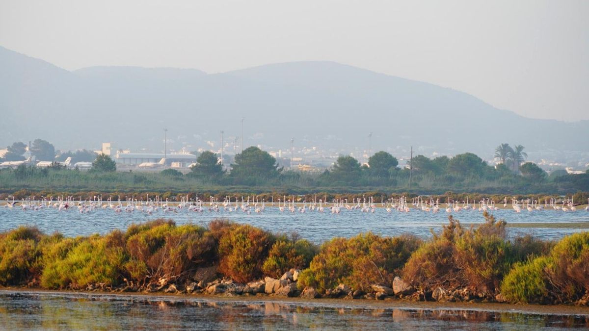 Una depuradora desbordada en pleno paraíso natural: los vertidos del aeropuerto de Ibiza multiplican por 12 el límite legal