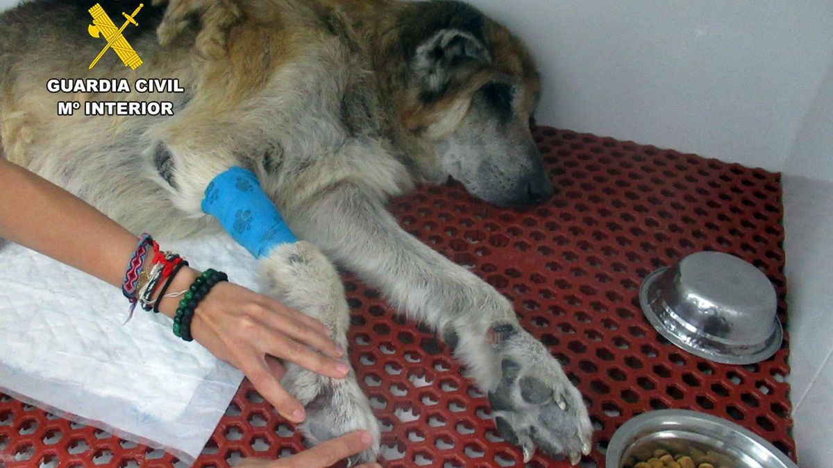 La Guardia Civil investiga en Mazarrón al propietario de unos perros por maltrato animal