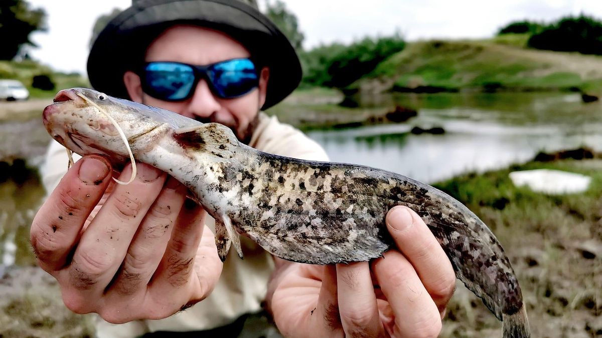 El siluro, el superdepredador de los ríos, se asienta en el Bajo Guadalquivir y se da por hecho que entrará en Doñana