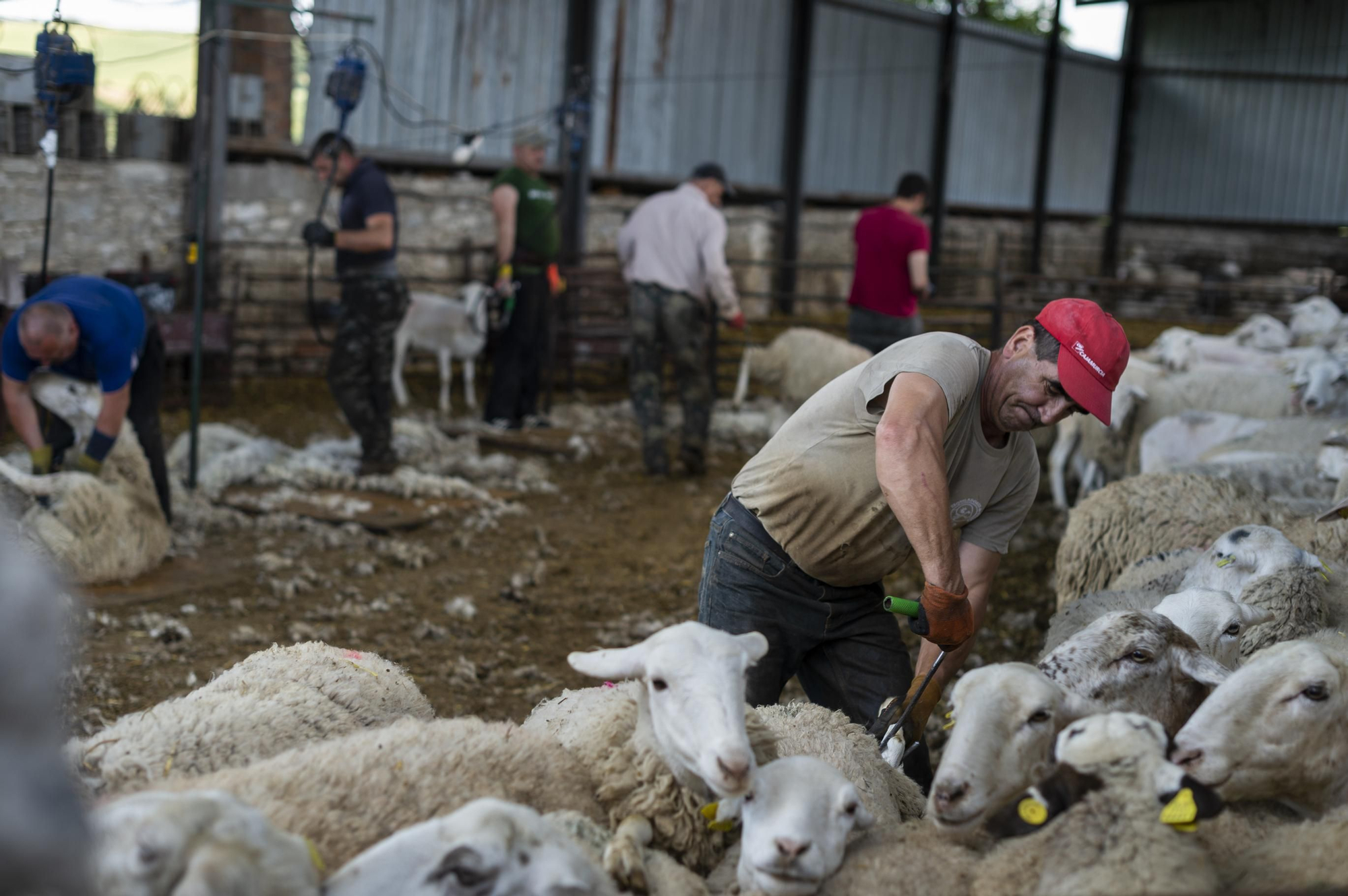 La ganadería española depende de personas de América del Sur o de Europa del Este para esquilar los animales Foto: Nacho Izquierdo