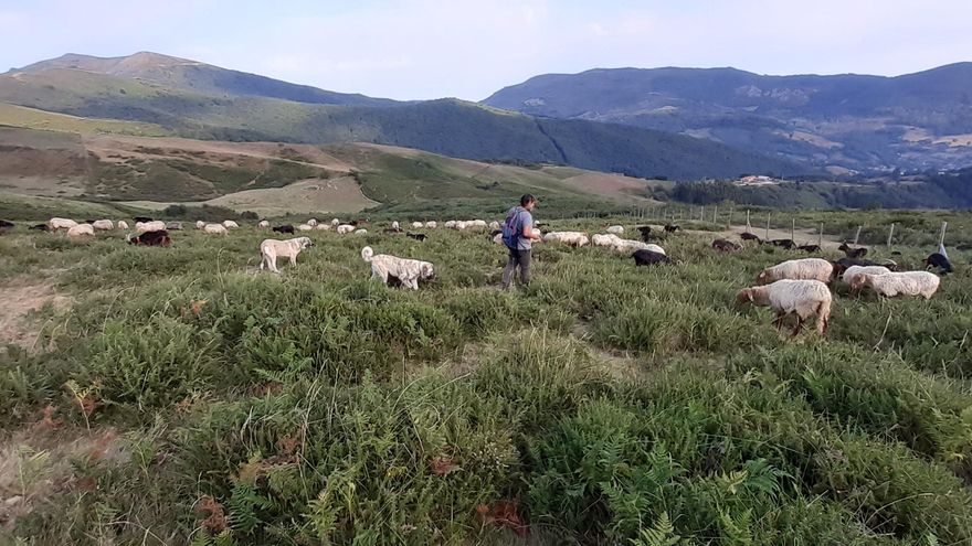 Las Guerras Cántabras promocionarán los sistemas de producción de carne de pasto que impulsa el CIFA