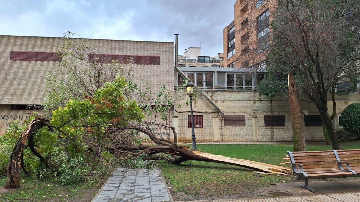 Un árbol derribado por el viento en Albacete el 28 de enero de 2026