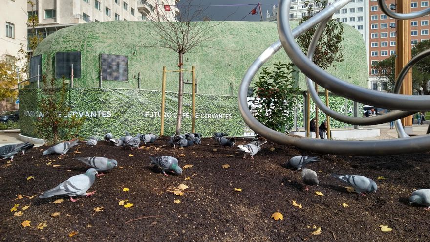 Nueva Plaza España - palomas