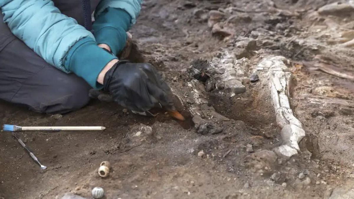 Una revisión arqueológica encontró dos équidos junto al obrador