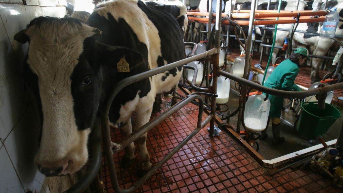 El número de ganaderos de leche de vaca cae en Castilla-La Mancha mientras la industria amenaza con bajada de precios