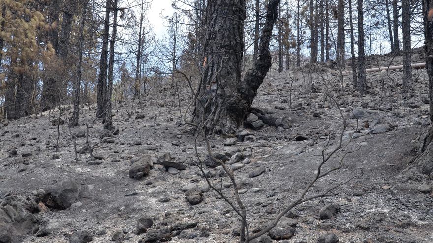 Imagen de los daños provocados por el incendio de La Palma en el municipio de Tijarafe.