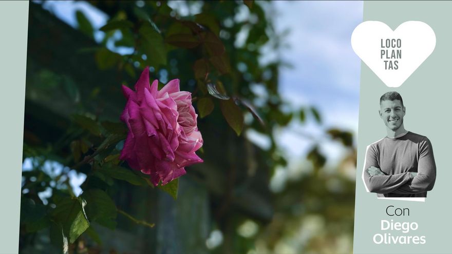 Cinco plantas trepadoras ideales para balcones y terrazas con poco espacio