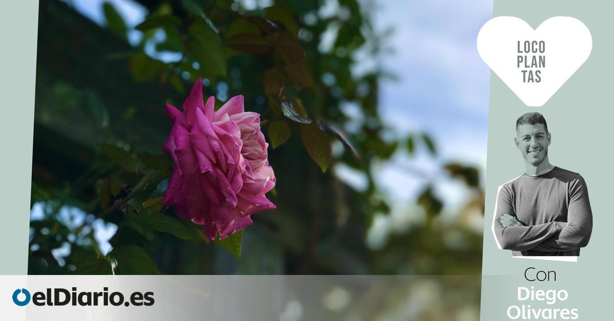 Cinco plantas trepadoras ideales para balcones y terrazas con poco espacio