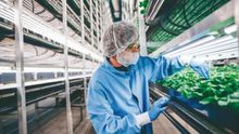 Instalaciones de Aerofarms, en Newark, Nueva Jersey.