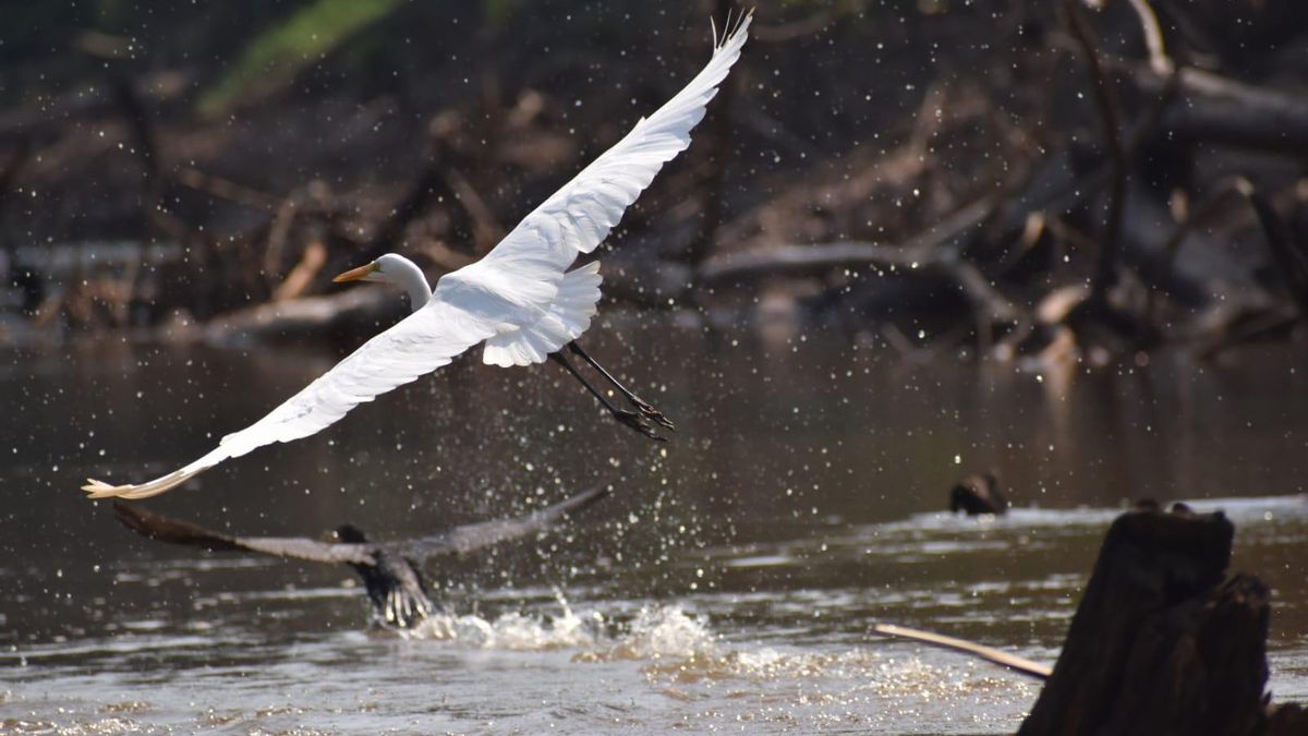 Garza blanca vuela en el Parque Nacional Bahuaja Sonene. Foto: obtenida por Mongabay Latam