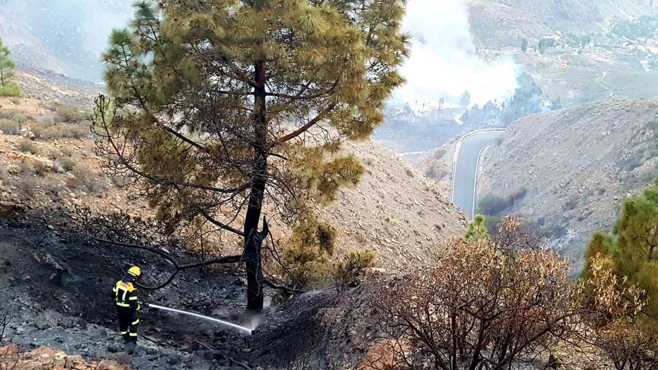 El fuego calcina 35 hectáreas de palmeral en Fataga