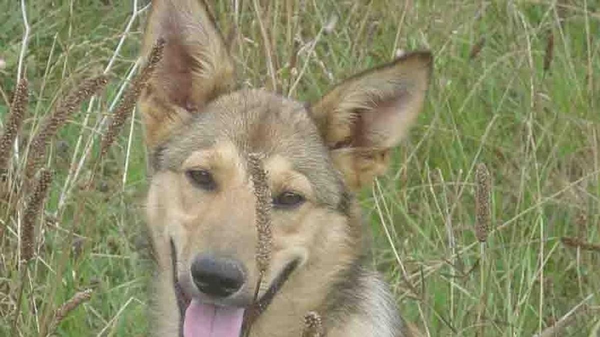 ATEA recomienda a quienes deseen regalar animales, que recurran a la adopción en entidades protectoras