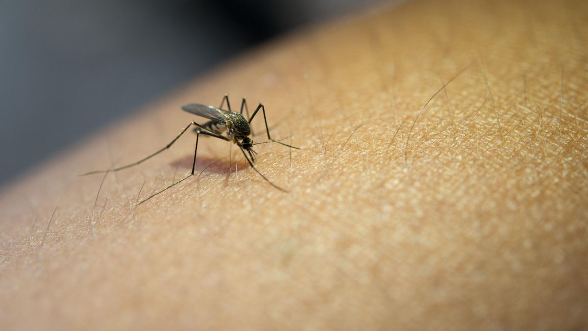El método japonés para ahuyentar a los mosquitos