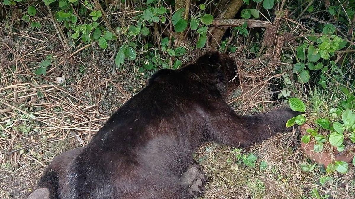 Muere una osa en León tras ser atropellada en la comarca de Laciana