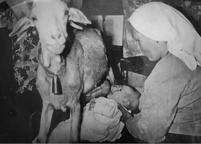 Archivo gráfico de la familia Tavío (S.Miguel de Abona) de mediados del siglo XX, recogido en la publicación 'El legado trashumante y el pastoreo en Canarias).