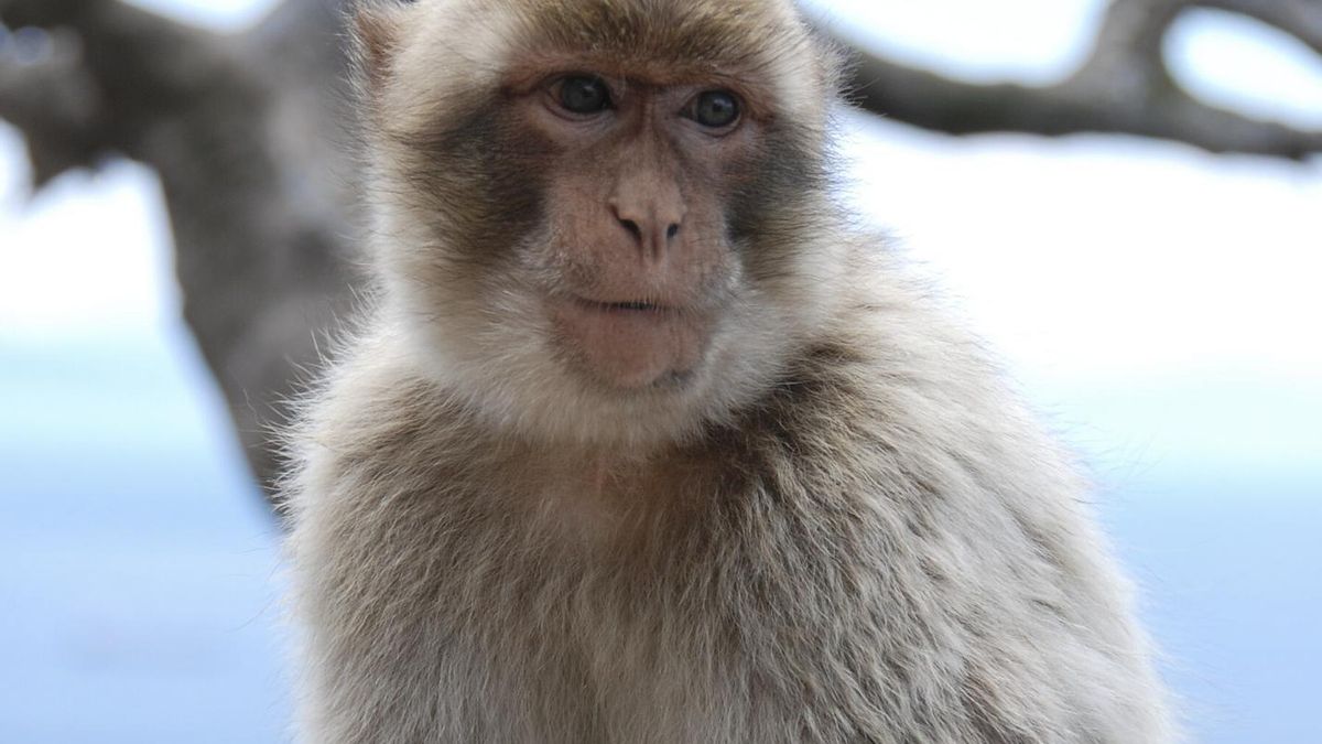 Hay leyendas sobre estos monos de Gibraltar, que también viven en el Atlas