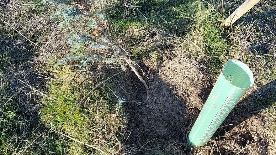 El "racismo forestal" arrasa una plantación entre Campamento y Pozuelo con más de 200 pinos arrancados