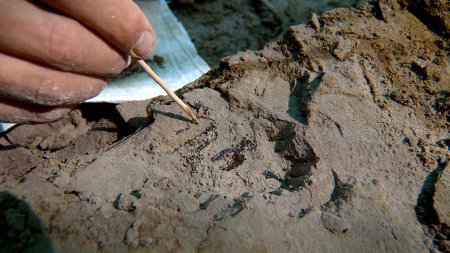 Descubierta una nueva especie de topo en el yacimiento del Camp dels Ninots (Girona)