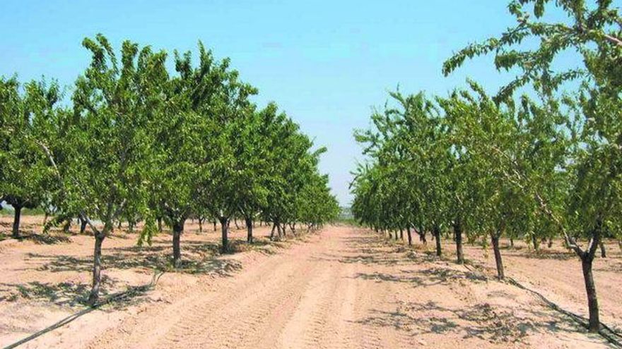 Almendro de riego