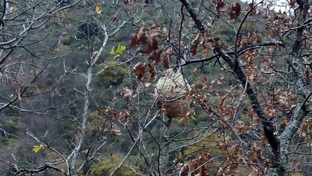 Nido de avispa asiática en La Rioja