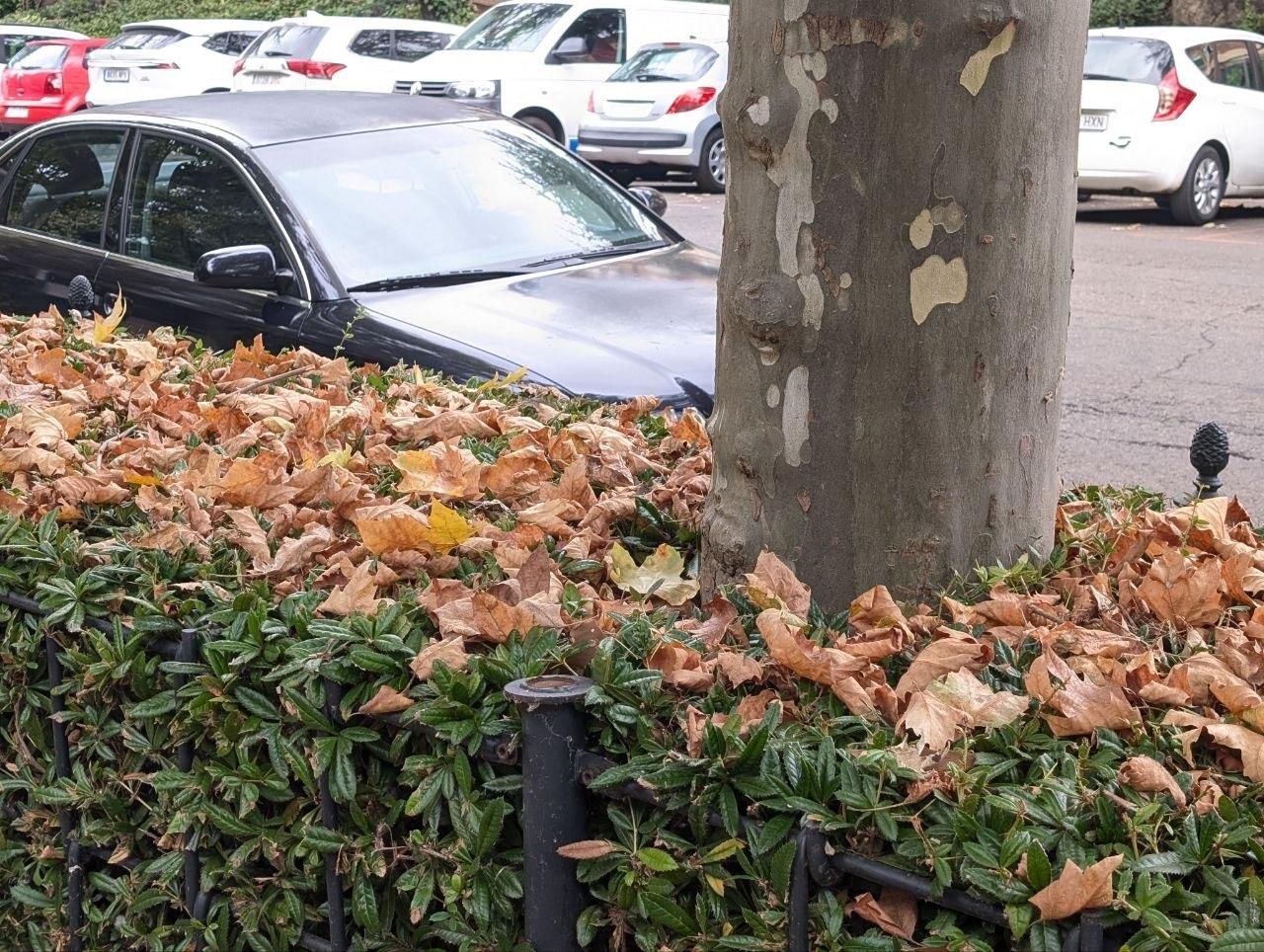 El llamativo otoño en pleno verano que se el clima acelera en el paisaje urbano de León