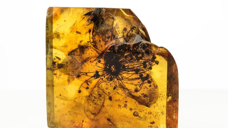 La mayor flor fosilizada en ámbar desde hace 40 millones de años