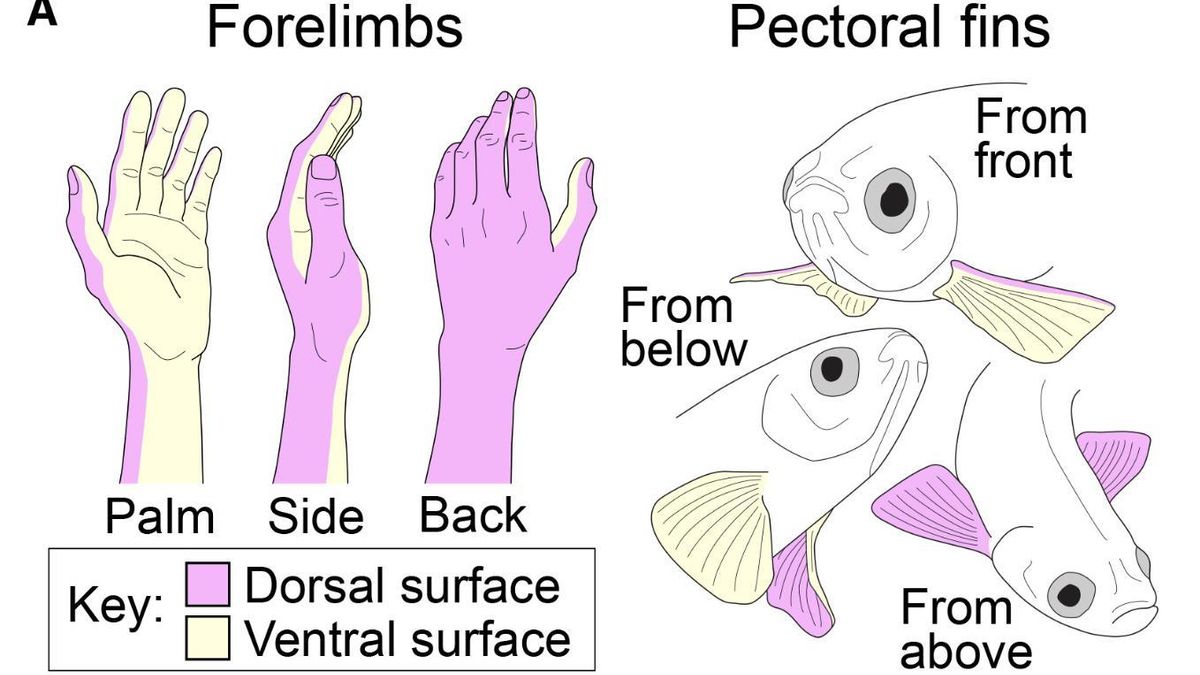 El mecanismo genético ya existía en las aletas de los peces