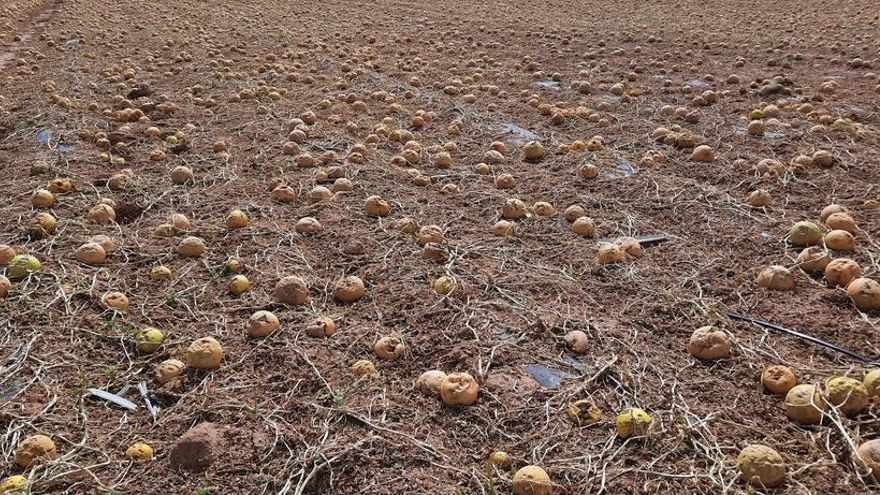 Casi 123 millones de indemnizaciones este año en la región, el registro más elevado en la historia del seguro agrario