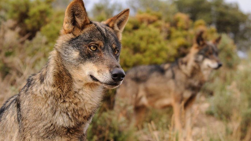 El lobo entra en el Listado de Especies de Protección Especial y queda prohibida su caza en todo el territorio