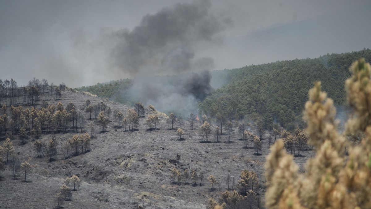 Zona forestal quemada por el incendio en La Mierla, Guadalajara