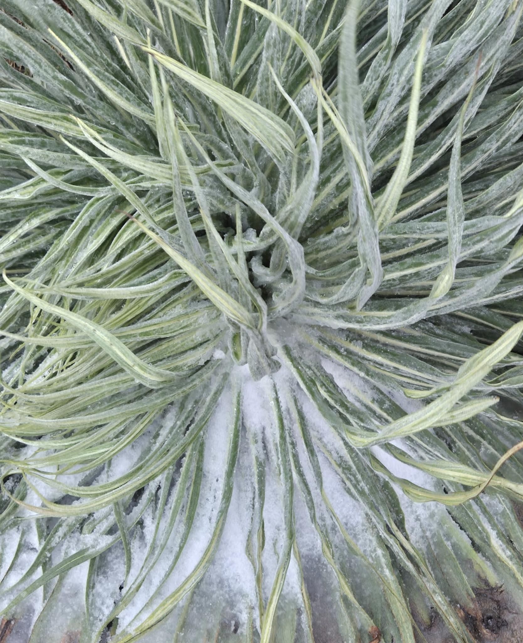 Imagen de la granizada registrada en la mañana de este miércoles en el entorno del Roque de Los Muchachos.