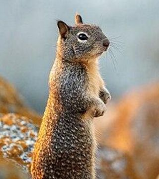 Además de disfrazarse con olores, estas ardillas pueden calentar la cola y agitarla para emitir señales infrarrojas