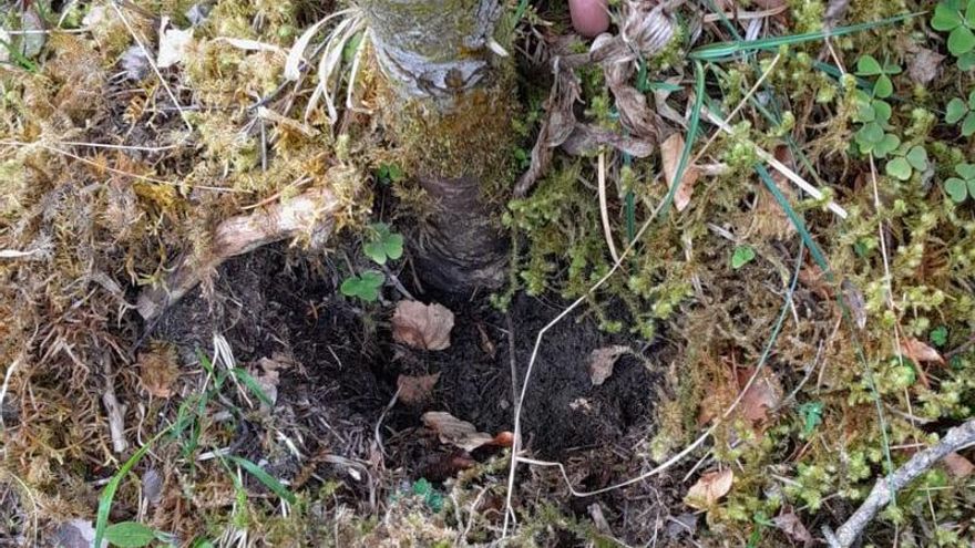 Robados tres ejemplares de la orquídea zapatito de dama en el Parque Nacional de Ordesa y Monte Perdido