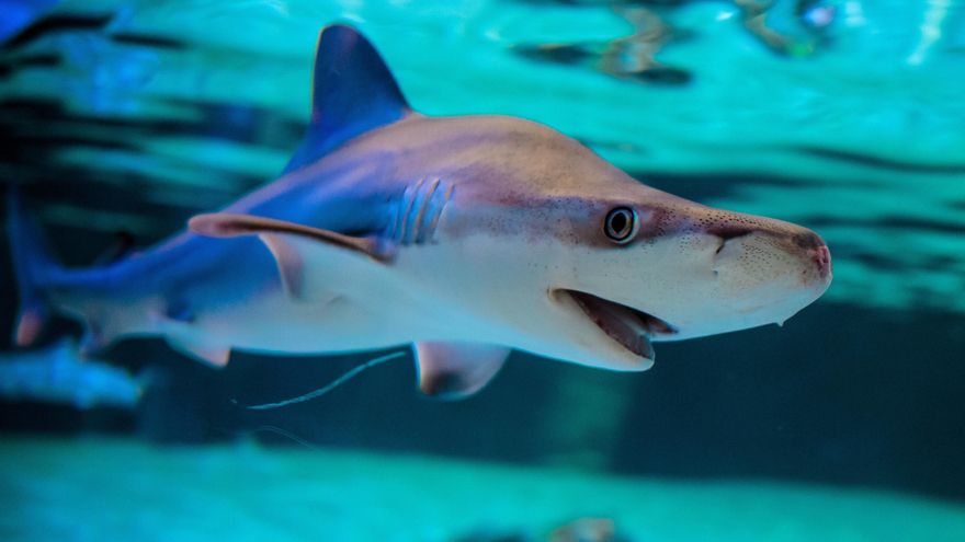 Experta en tiburones advierte del impacto "devastador" en la biodiversidad marina