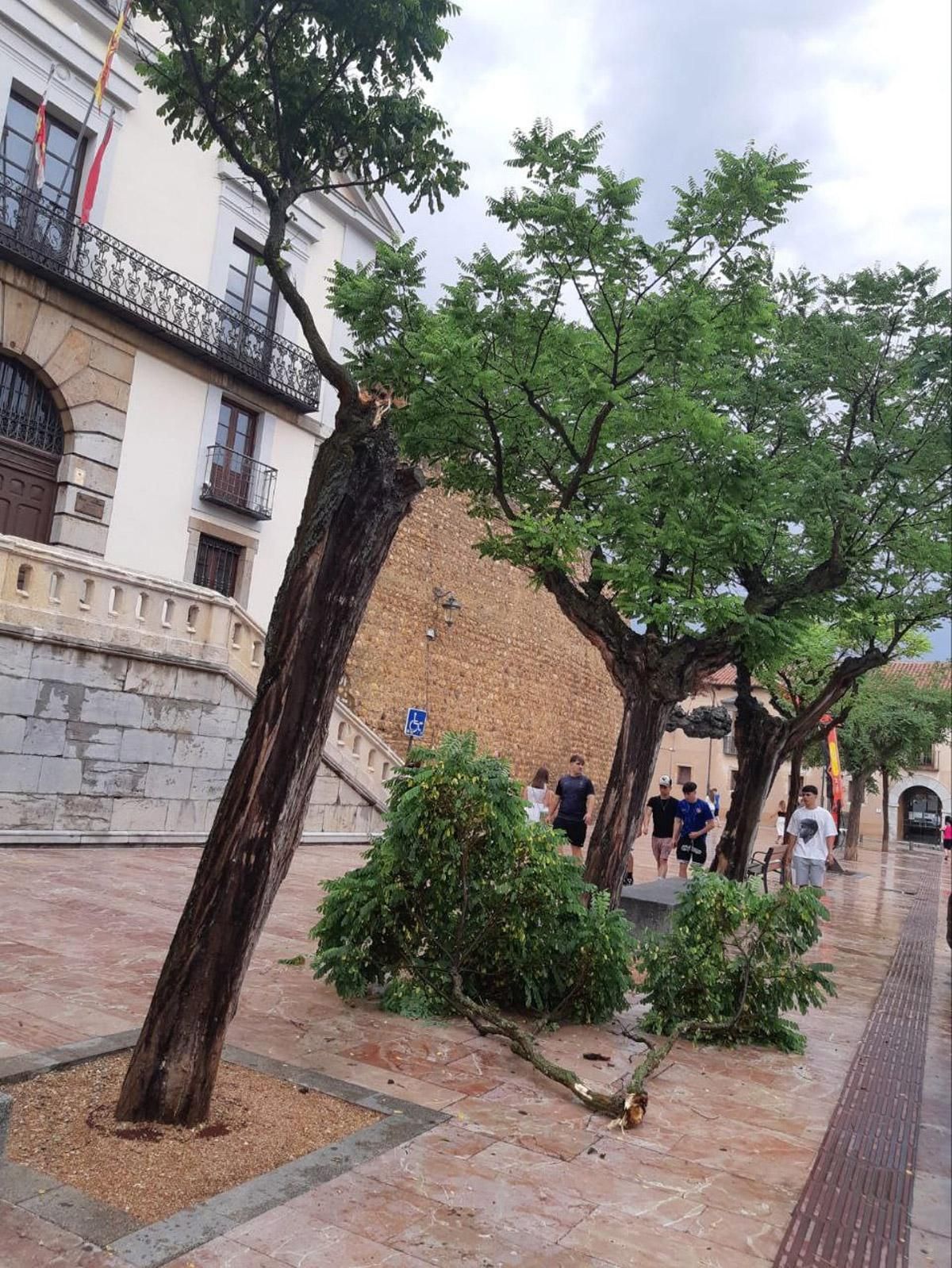 Ramas de árboles arrancadas a la puerta del Archivo Provincial de León en Puerta Castillo.