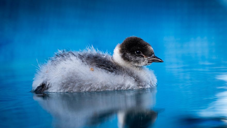Logran en Argentina criar y liberar en su hábitat natural a una especie de ave amenazada
