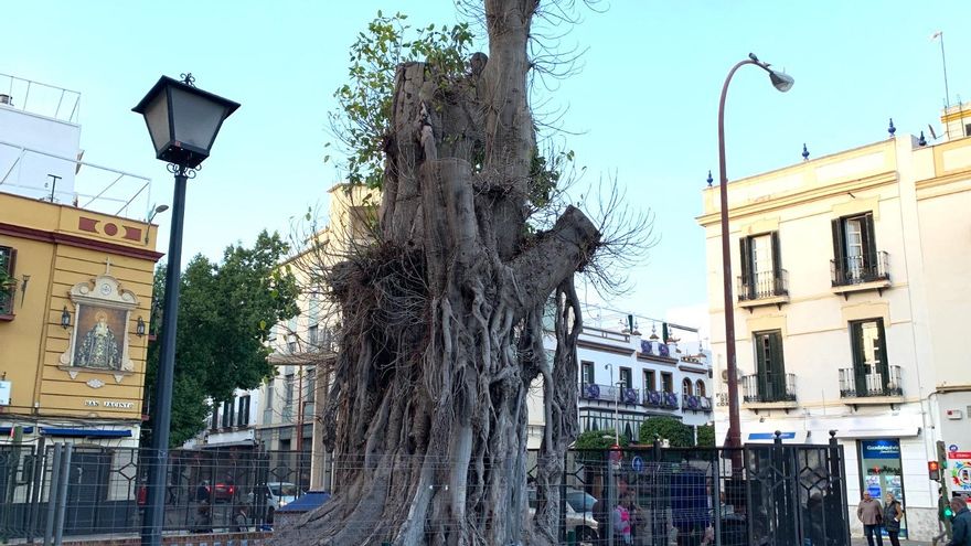 Convocada una concentración para salvar de la muerte al ficus de San Jacinto