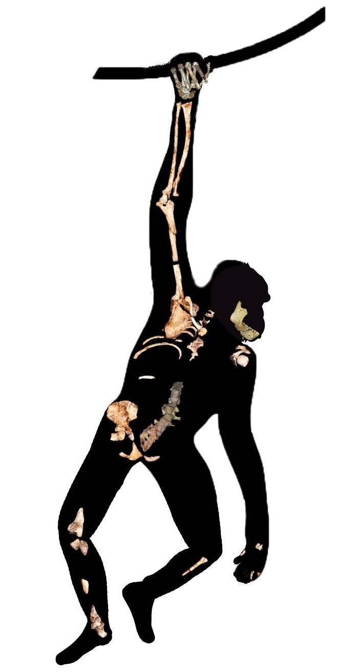 Reconstrucción de locomoción en situación arbórea de A. sediba. / Scott A. Williams, New York University