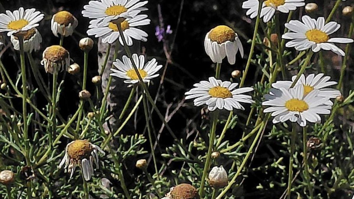 Las margaritas o magarzas (Argyranthemum frutescens subsp. gracilescens / Asteraceae)