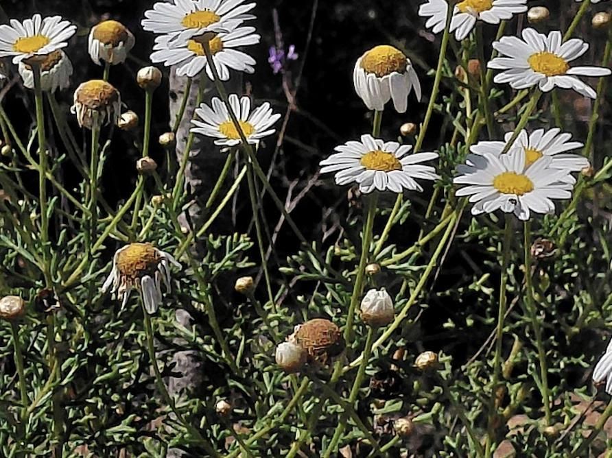 Margarita o magarza común “grácil”. Lomo de Arico (Tenerife). Foto: PLPP.