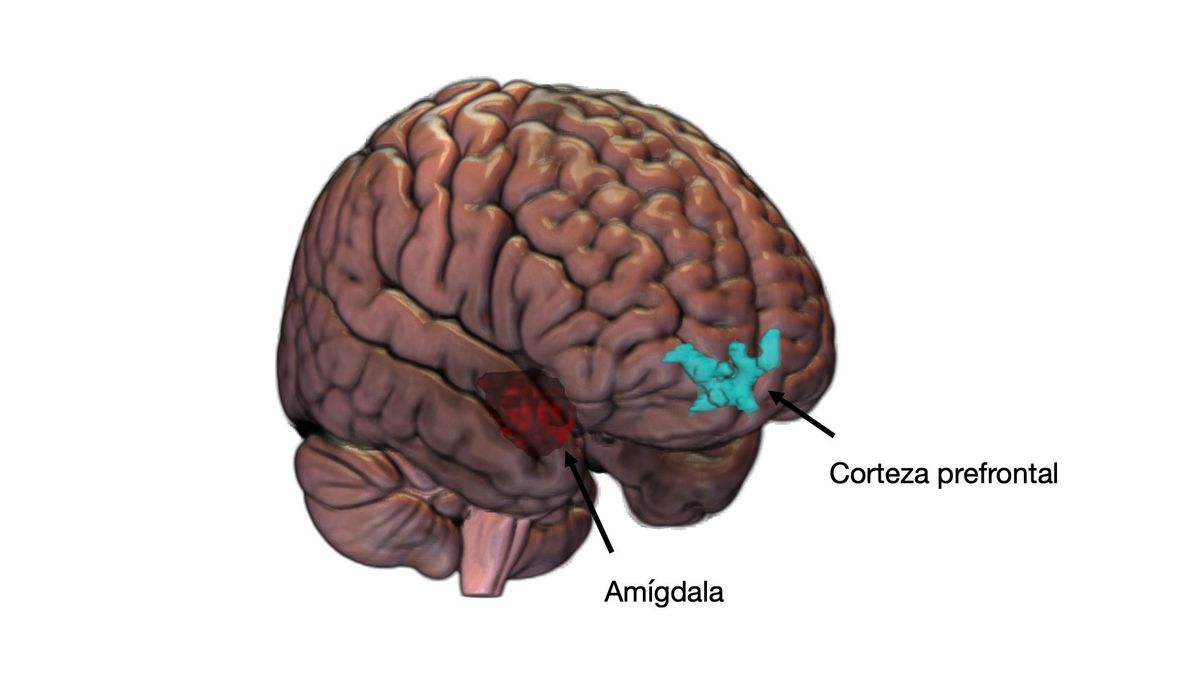Las dos áreas que presentan una desconexión tras las agresiones sexuales con estrés postraumático.
