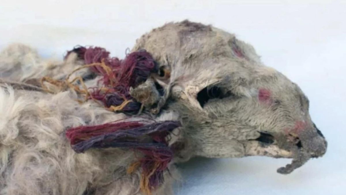 Los incas usaban coca para adornar llamas antes de enterrarlas posiblemente vivas y el hallazgo cuestiona lo contado por los cronistas españoles
