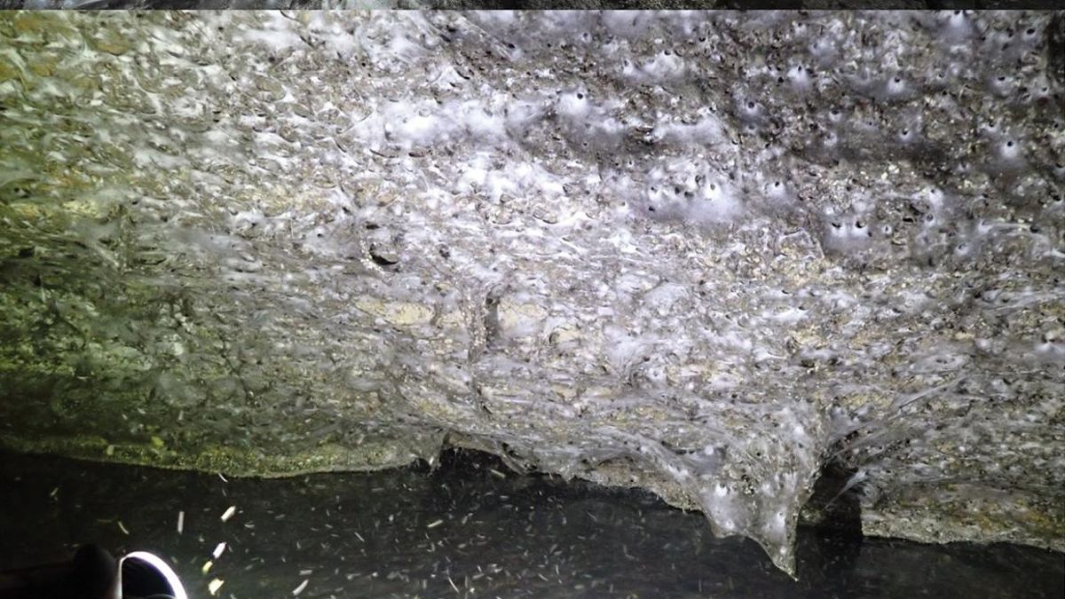 Así es la telaraña más grande del mundo