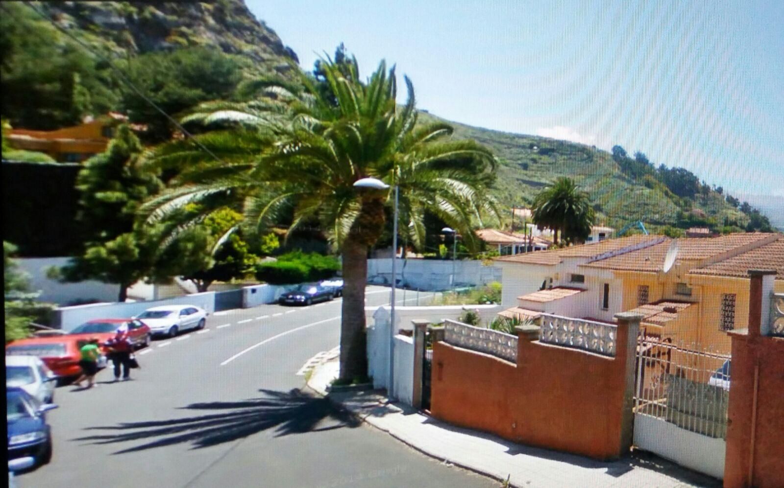 Palmera en la Calle Las Brisas 3A en la Urbanización Cuesta La Grama